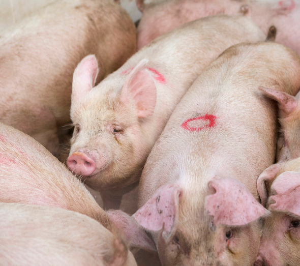 有限会社長谷川ミート 岩中豚を中心とした食肉卸 特徴